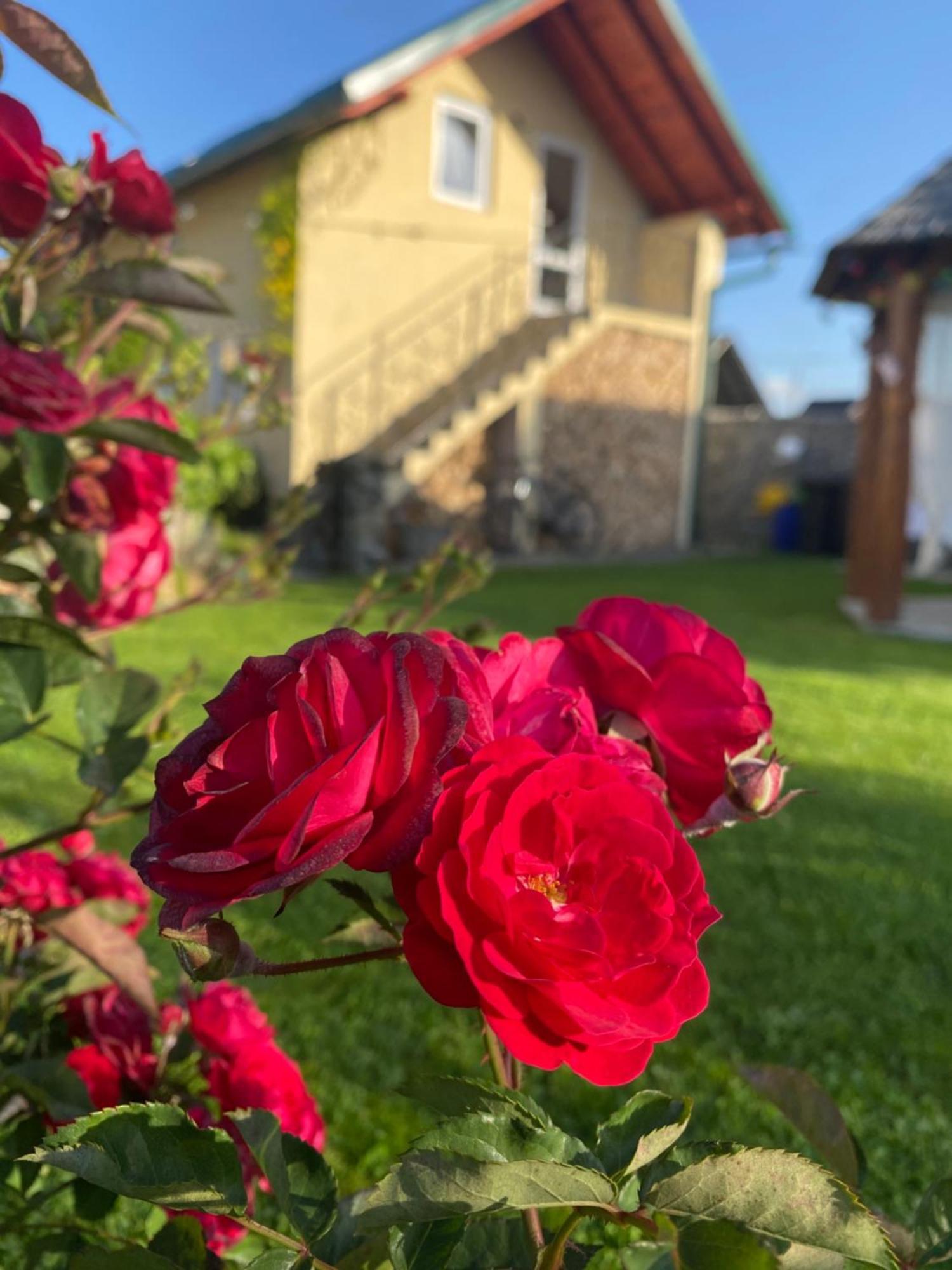 Casa Moldovan Ocna Şugatag Εξωτερικό φωτογραφία